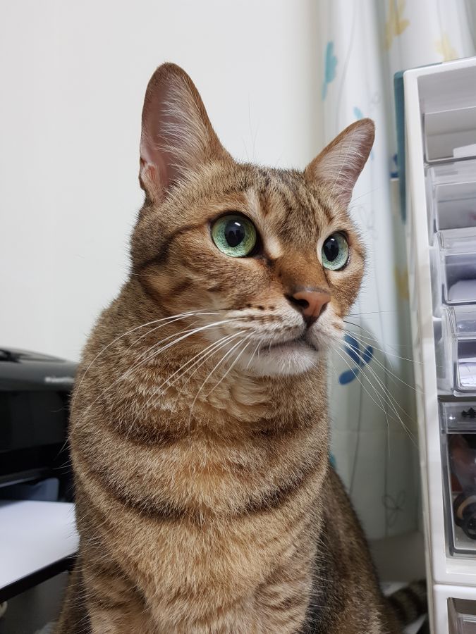 泡泡